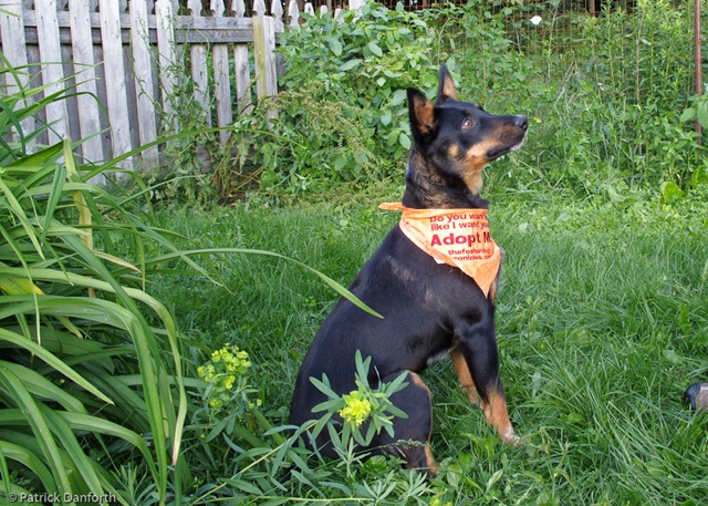 [July Dogs-8[2].jpg]