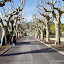 Viviers, River Rhone - Avenue of pollarded plane trees