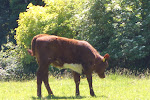 A baby cow at the Muckross Farms
