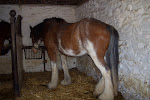 A Shire Horse at the Muckross Farms