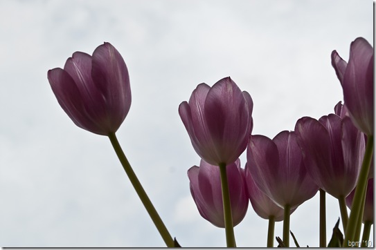 tulips-14