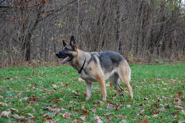 Nemški Ovčar [Deutscher Schäferhund,German Shepherd Dog]