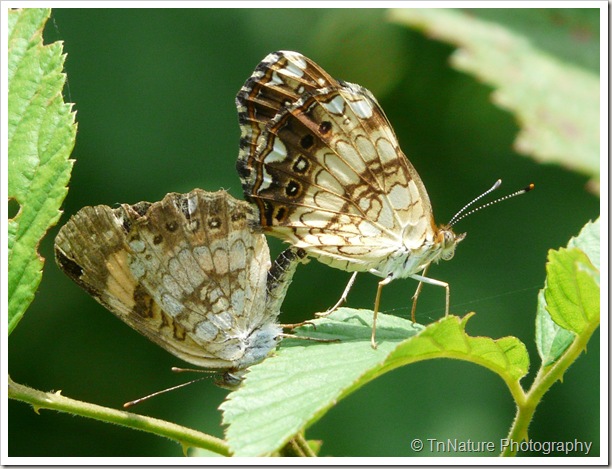 Silvery Checkerspots