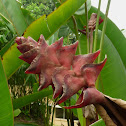 Heliconia Flower