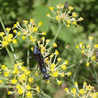 Blue-Black Spider Wasp