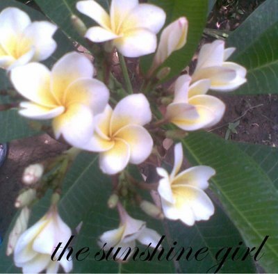 [aw the sunshine girl[3].jpg]