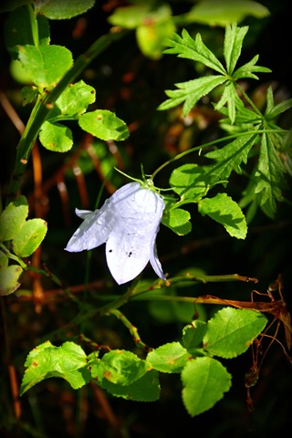 [IMG_4095[3].jpg]