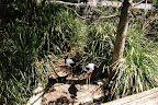 Taronga Zoo!