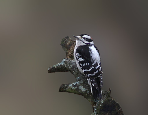 IMAGE: http://lh5.ggpht.com/_RSDQDKPui5k/Sw_yPRHAKQI/AAAAAAAAHUI/1rX8slXLNHE/IMG_3427_A.jpg