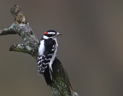 IMAGE: http://lh5.ggpht.com/_RSDQDKPui5k/Sw_yiAClbbI/AAAAAAAAHUQ/x3U6CexPUPI/IMG_3439_A.jpg