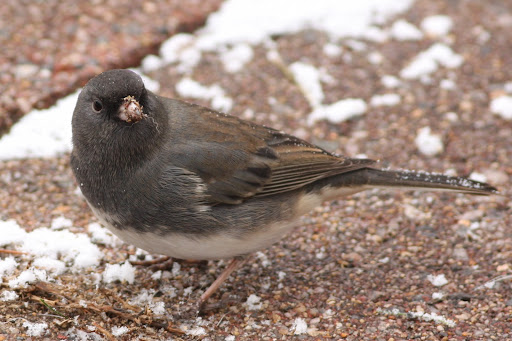 IMAGE: http://lh5.ggpht.com/_RSDQDKPui5k/SzZv8NKWiSI/AAAAAAAAHkg/m8YC5DUJl6c/IMG_4758_A.jpg