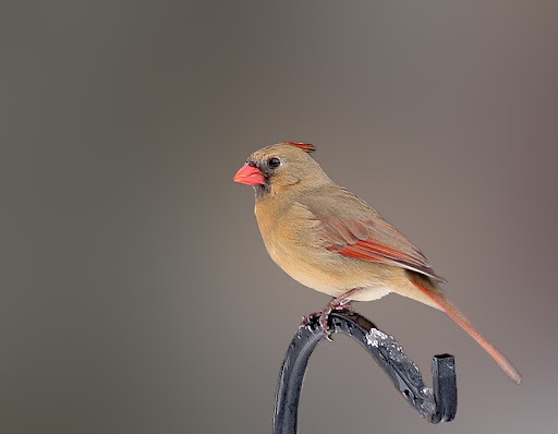 IMAGE: http://lh5.ggpht.com/_RSDQDKPui5k/Szlm5RHC1cI/AAAAAAAAHog/NXdpBxU1ioM/IMG_4913_A.jpg