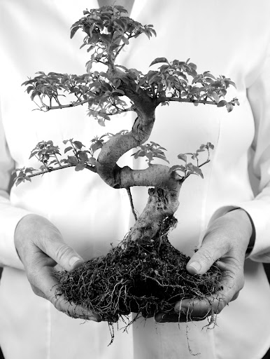 The art of bonsai is all about longevity and I decided to make it the symbol of the Center for Living.