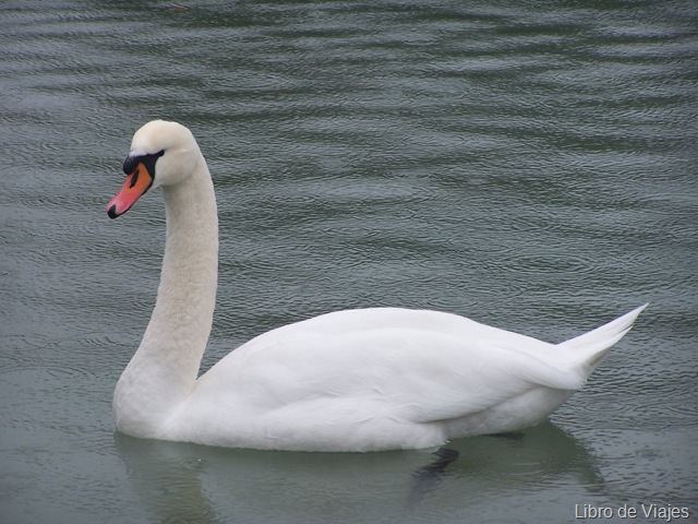 [Cisnes en los estanques del Palacio de Schombrum[2].jpg]