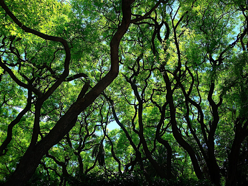 trees
