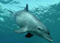 dophin.jpg