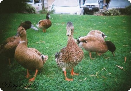 holga-ducks-3 holga-ducks-3