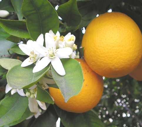 [orange_blossom3.jpg]