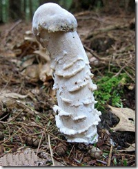 penis-mushroom1