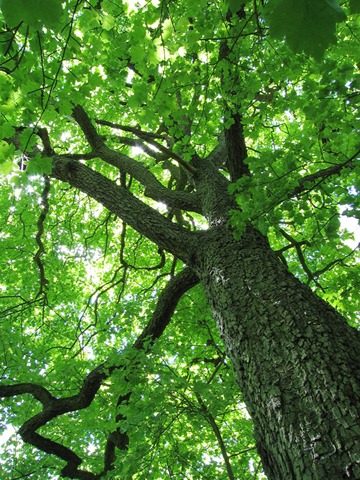 [tree[7].jpg]