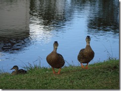 Ducks in the park at the end of my street