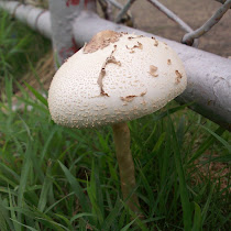 Central American Fungi