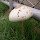 Central American Fungi