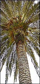 palm