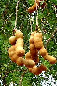 [tamarind_tree_fruits_6[13].jpg]