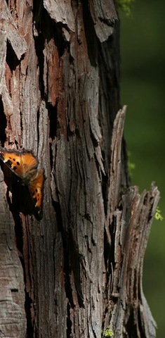 [IMG_5272 vicious butterfly on tree bark green pretty[4].jpg]
