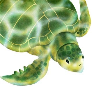 [turtle[8].jpg]