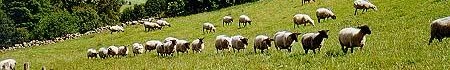 [sheep[11].jpg]