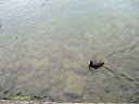 View of single duck in Lake Lucerne at Alpnachstad - Thumbnail