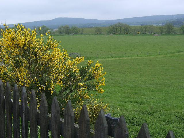 Scotland - Yellow flowers and green field next to the train track