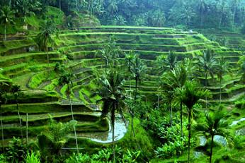Rice terrace in Ubud