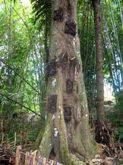 Tara tree, saved dozens dead babies Tara tree, saved dozens dead babies