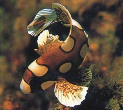 Fish, Coral reef, Wakatobi 