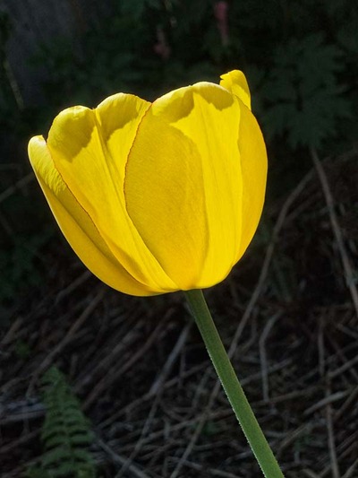 DSCF4388_tulip[1]