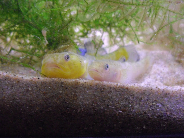 mon cadeau de Noël... Clamydogobius eremius IMGP3945