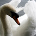 Phoenix Park / _MG_0826.JPG