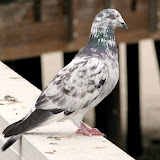 better_pigeon.jpg