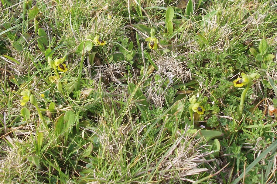 sur Ophrys corsica Dan%20Ophrys%20corsica%204