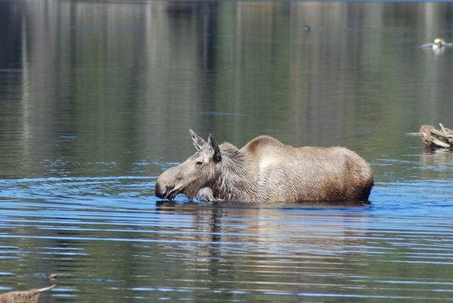 [05-19-09 A Chena Hot Springs Road 008[3].jpg]