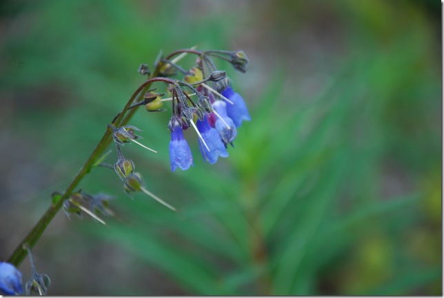 06-27-09 Taiga Trail 023