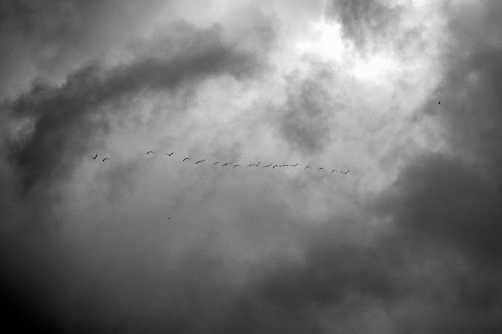 Aves de arribação
