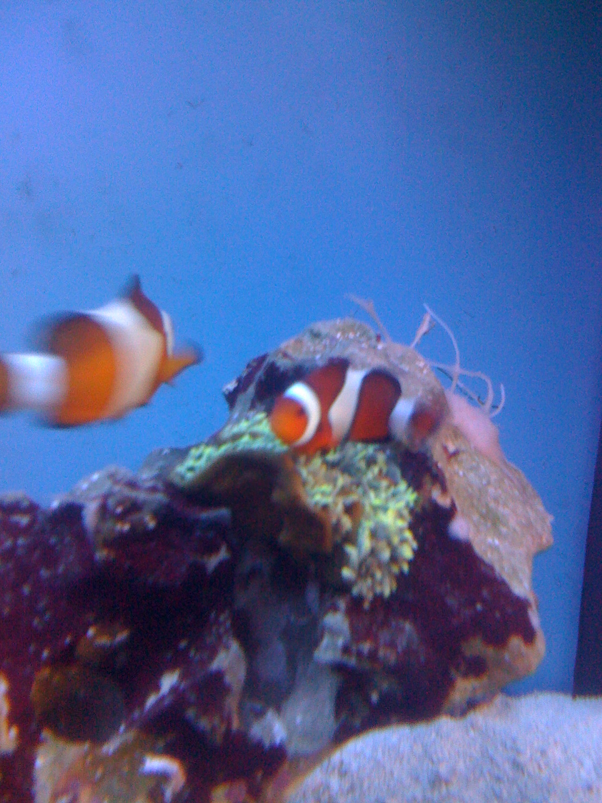 [anemone+004.jpg]