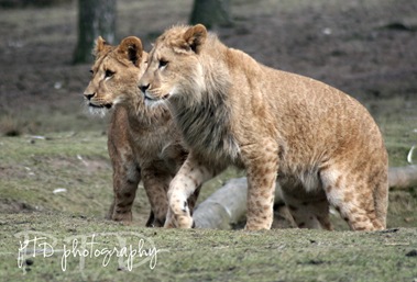 zoo day 39 149-2