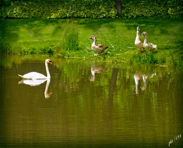 [DSC_0042-swan-and-geese[3].jpg]