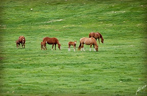 [DSC_0022horses-with-colts[3].jpg]