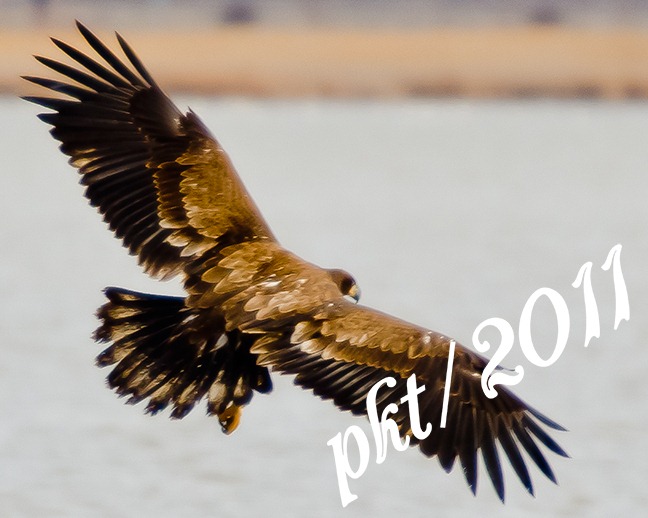 [DSC_3972-eagle-in-flight-10-by-8[7].jpg]